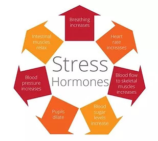 an infographic explaining what stress hormones do