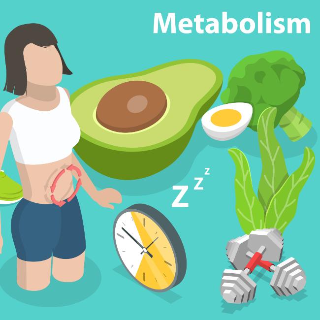 How Your Metabolism Affects Weight Loss Blog