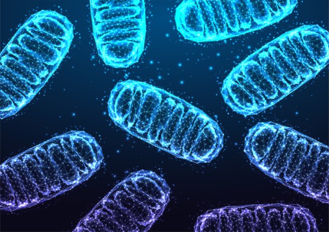 A cluster of blue & purple bacterial cells representing mitochondrial health in San Diego, CA