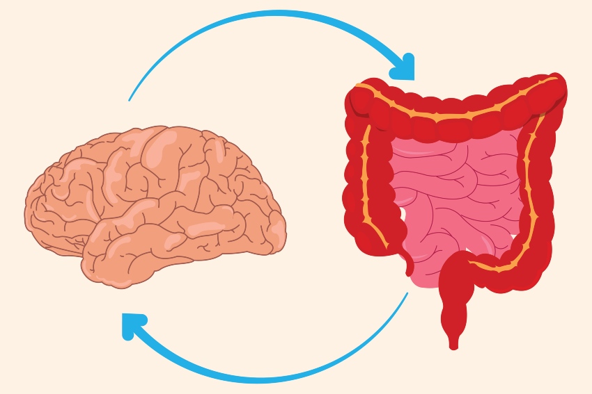 Illustration of the digestive system and brain highlighting the Gut-Brain Axis in San Diego, CA